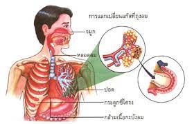 ระบบหายใจ